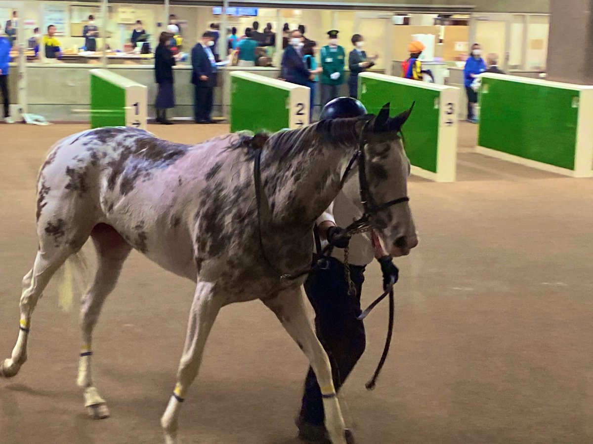 ブッチーニ。これは比較的かわいく撮れた🙌  