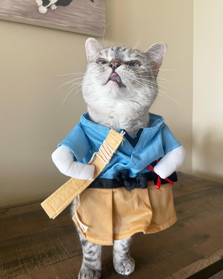 cuutecate's tweet photo. @cuutecate

Cuute cat 😍😍
#Cat #Cat #cuute
#BESTCUT #cute #Cat #UFC286 Kansas Gaethje Devo Hogs
#Svengoolie Jayhawks #ChuckerHat https://t.co/QocB0ZsMbH