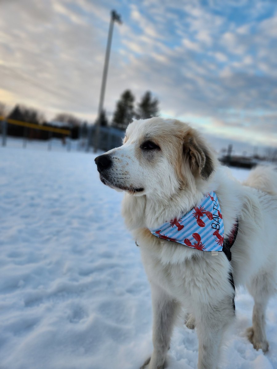 PascalouPilon7's tweet photo. @pascale_____ Baltoooo alias TOTO, Crasseux et BEBE 🫶🏽🤩😍🥰🐻‍❄️ https://t.co/KHQnKjX9yR