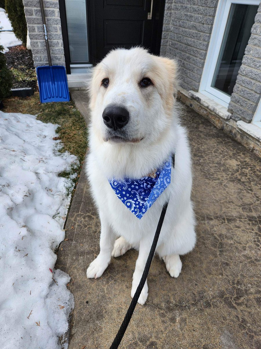 PascalouPilon7's tweet photo. @pascale_____ Baltoooo alias TOTO, Crasseux et BEBE 🫶🏽🤩😍🥰🐻‍❄️ https://t.co/KHQnKjX9yR