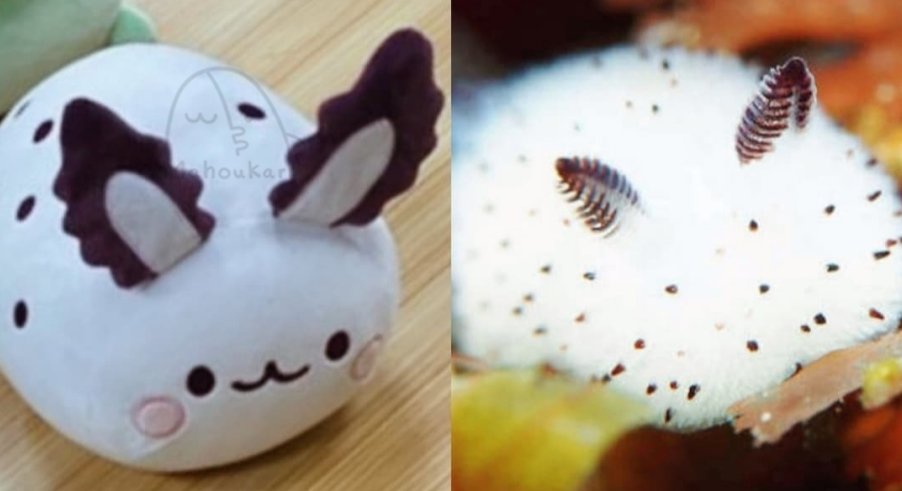 Mahoukarp's tweet photo. Sea bunny https://t.co/z8rW1ic4ub