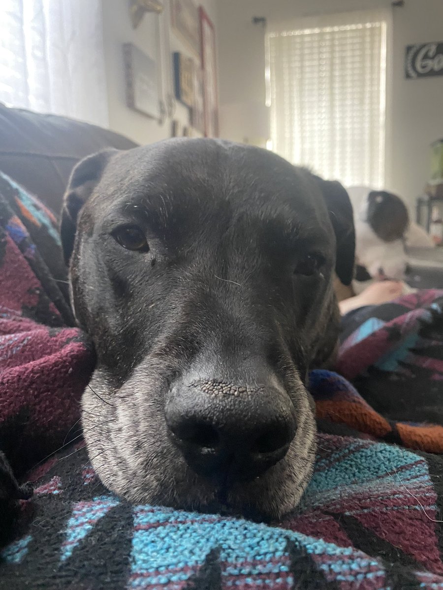 NRBarmadillo's tweet photo. Dogsitting my fur nephews for for my two best friends.. ☘️🥰

We’ve done a lot today.. haha 😆🤣🐶🐾🦴♥️💜#ErnieAndJax  #ErnieBear #Jaxophone #FurNephews #CuddleBugs https://t.co/ai2GmoknNZ
