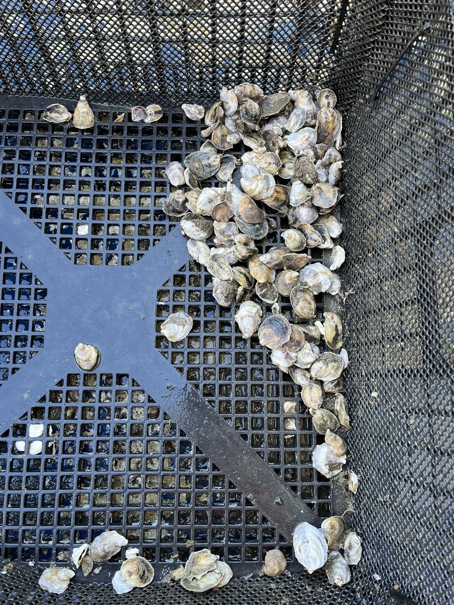 grateful_jk's tweet photo. First trip since deployment checking on my children went successful! I’m working with Cape May Salt Oyster farms to compare performance of various triploid oyster lines in the farm’s patent tidal-rotating subtidal gear! However, NJ oyster farm also means driving all gear from MS! https://t.co/KVLiYdgMKI