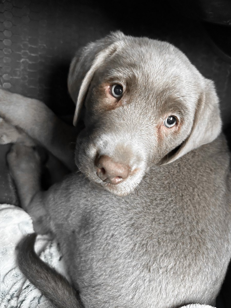 abigayle_wright's tweet photo. Welcome home Briggs🧡 #SilverLab https://t.co/uqPUNyEWs2