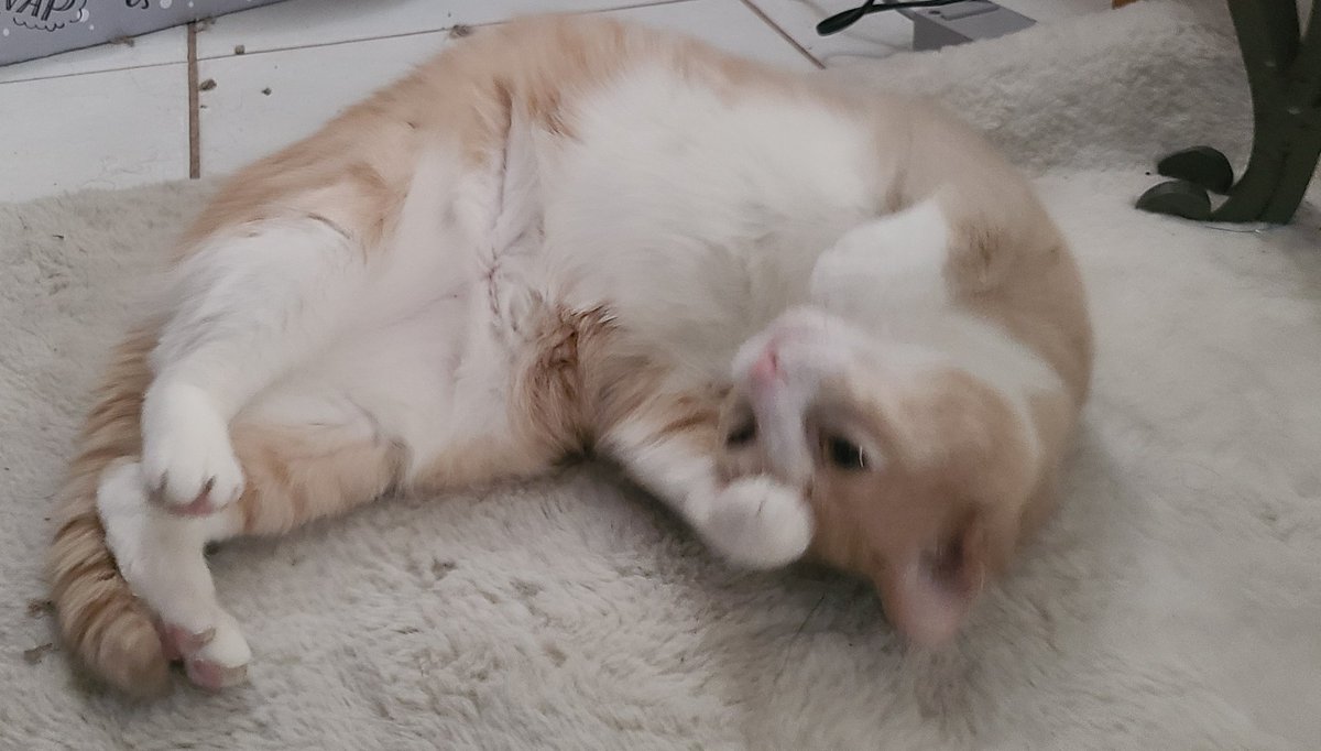 Minasbeans's tweet photo. I love rolling! https://t.co/RJzUwGGPmZ