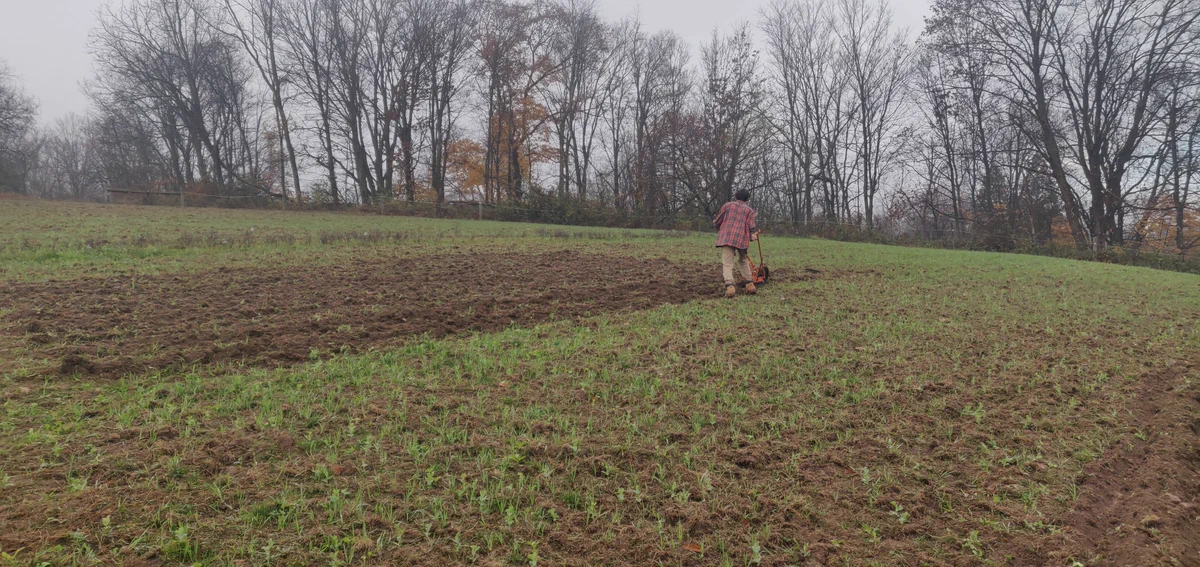 Furrowing the rows for garlic bulbs