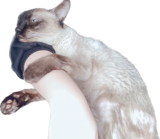 【実写なのでフィルター】
ぷちこちゃん昨日より元気そう...! 