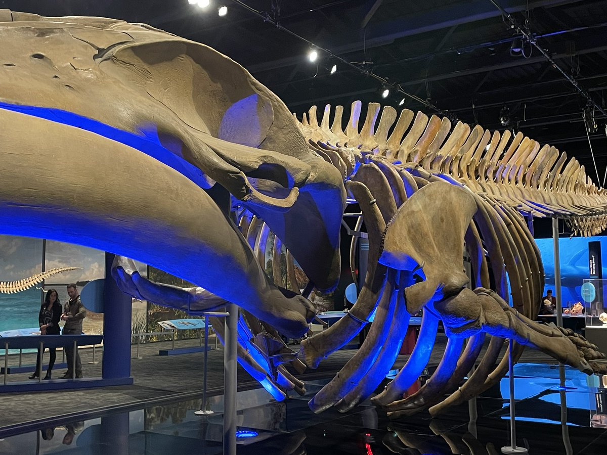 rhea2979's tweet photo. Spent an informative and engaging afternoon @TWoSEdm Blue Whale exhibit. I was blown away by just how large a whale truly is. Incredible. #ExploreYEG https://t.co/yaQqwCWVZx