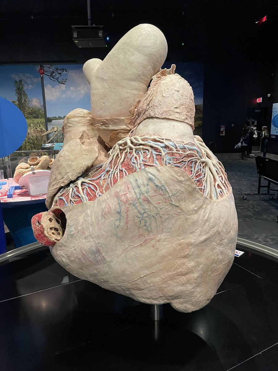 rhea2979's tweet photo. Spent an informative and engaging afternoon @TWoSEdm Blue Whale exhibit. I was blown away by just how large a whale truly is. Incredible. #ExploreYEG https://t.co/yaQqwCWVZx