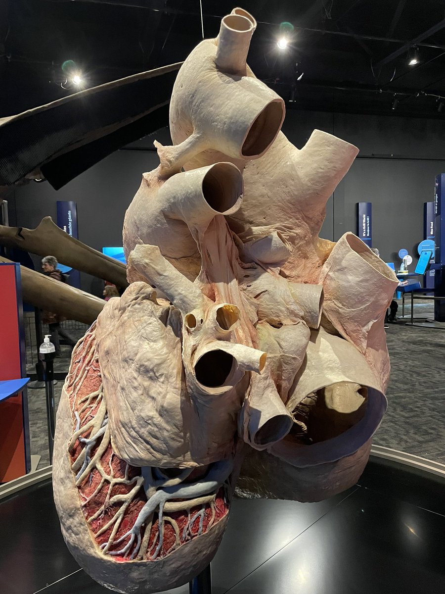 rhea2979's tweet photo. Spent an informative and engaging afternoon @TWoSEdm Blue Whale exhibit. I was blown away by just how large a whale truly is. Incredible. #ExploreYEG https://t.co/yaQqwCWVZx