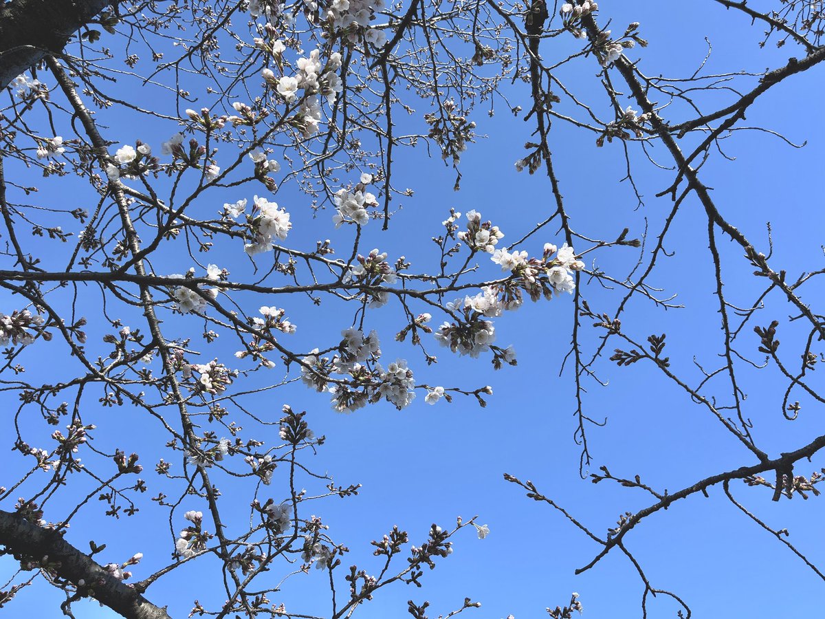 cherry blossoms tree no humans scenery sky outdoors branch  illustration images