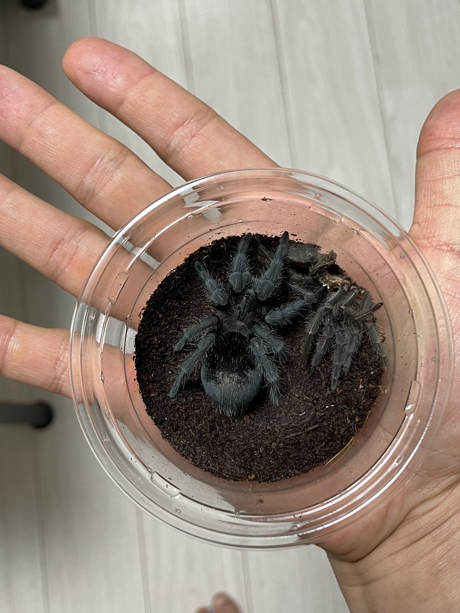 Reborn3_'s tweet photo. 経過〜
Mar-15 脱皮
♂っぽい👾

#ブラブラ
#ブラジリアンブラック
#Grammostola 
#Grammostolapulchra 
#タランチュラ https://t.co/Js75dfuTkE