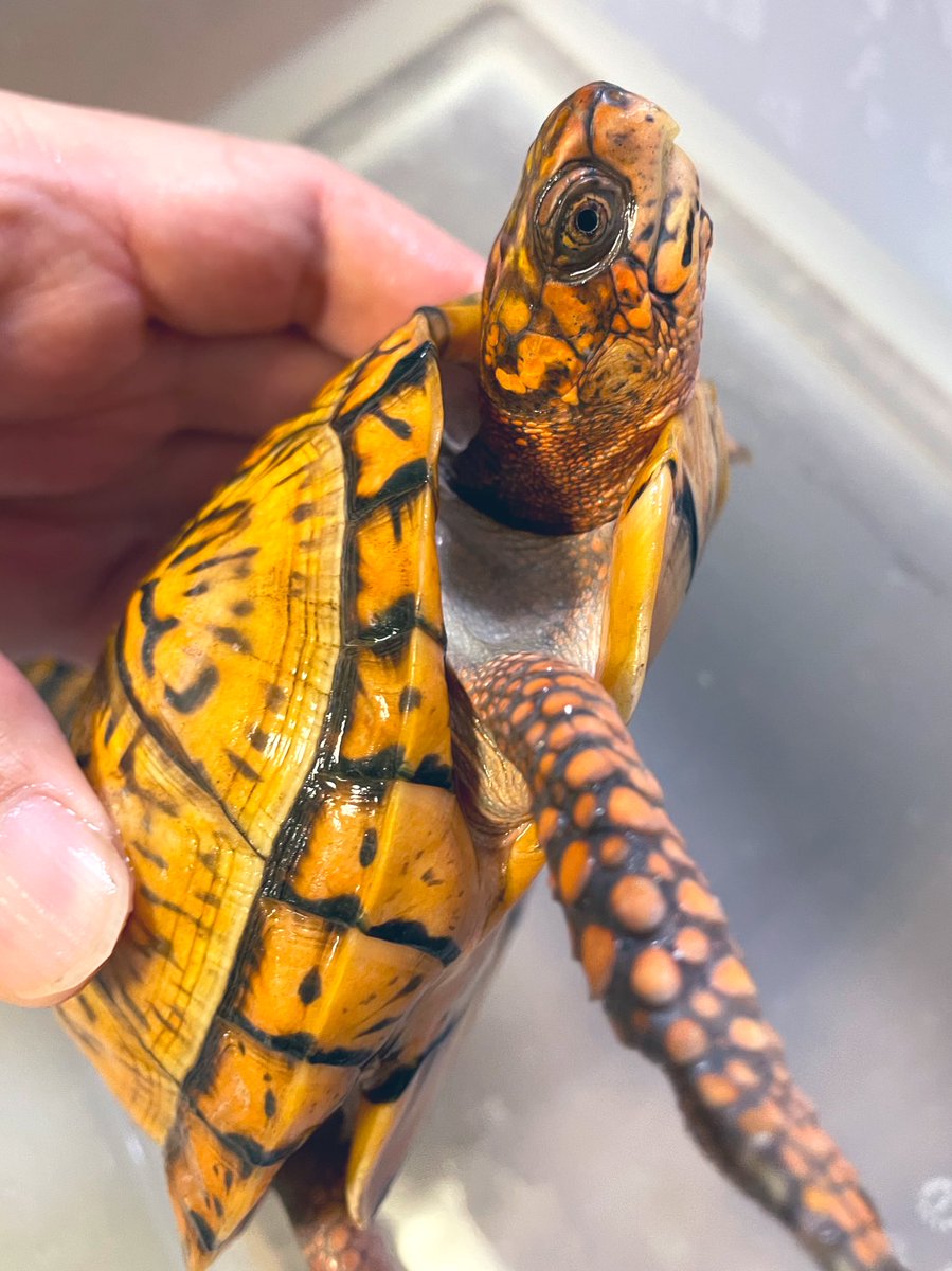 aaaruzouuu's tweet image. トウブハコガメ2021その2
個人的本命。まだまだ発展途上中ですが頭部にも色が乗ってきてます。こちらの性格はアグレッシブですが、今のところはその1と争うことなく同居してくれてます。

#トウブハコガメ
#Easternboxturtle