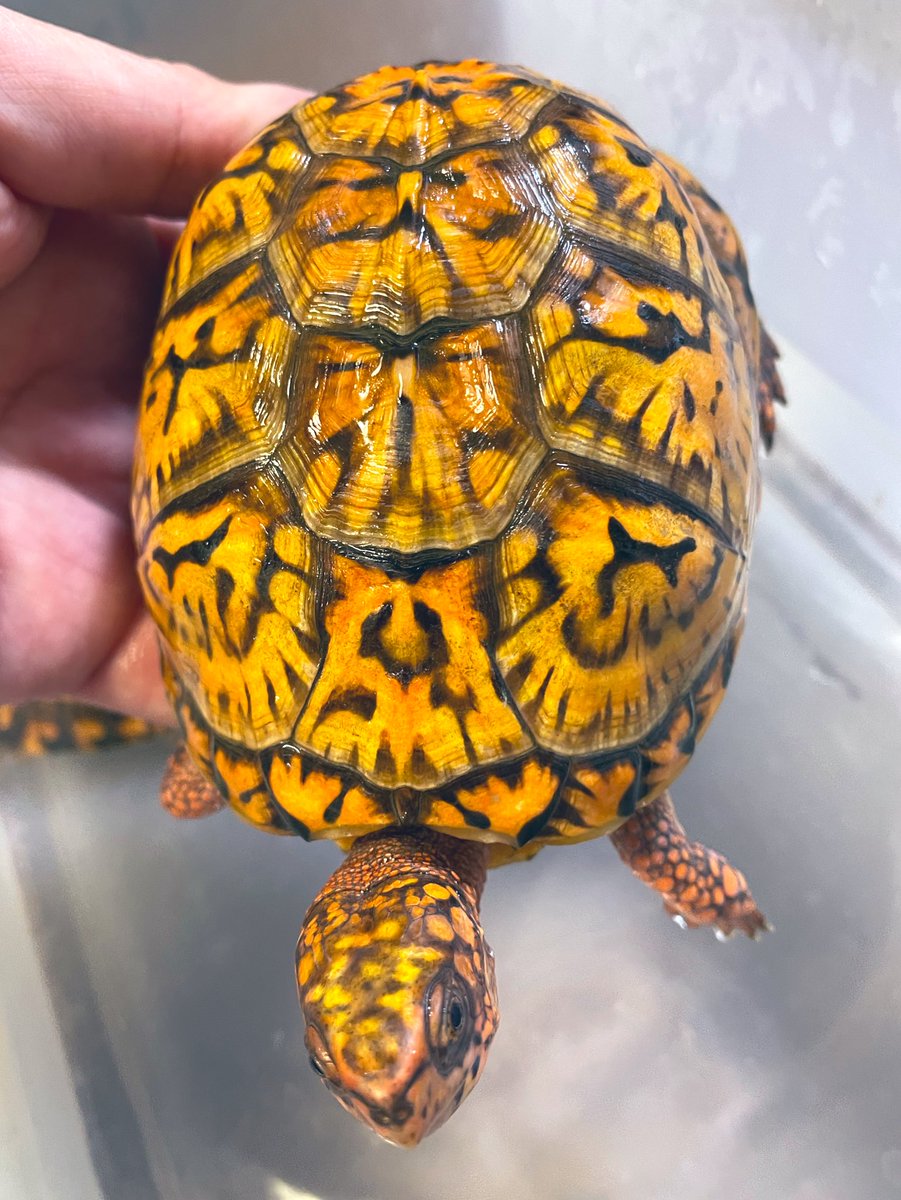 aaaruzouuu's tweet image. トウブハコガメ2021その2
個人的本命。まだまだ発展途上中ですが頭部にも色が乗ってきてます。こちらの性格はアグレッシブですが、今のところはその1と争うことなく同居してくれてます。

#トウブハコガメ
#Easternboxturtle