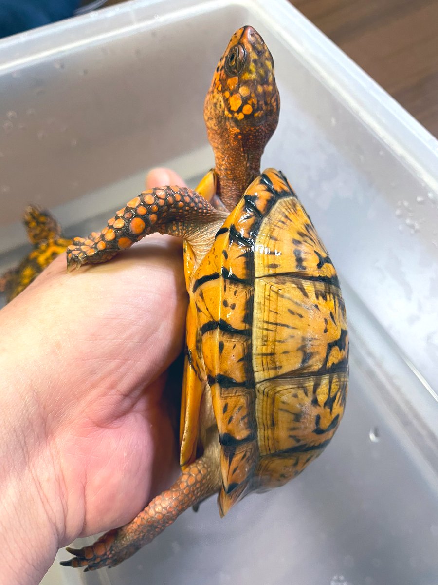 aaaruzouuu's tweet image. トウブハコガメ2021その2
個人的本命。まだまだ発展途上中ですが頭部にも色が乗ってきてます。こちらの性格はアグレッシブですが、今のところはその1と争うことなく同居してくれてます。

#トウブハコガメ
#Easternboxturtle