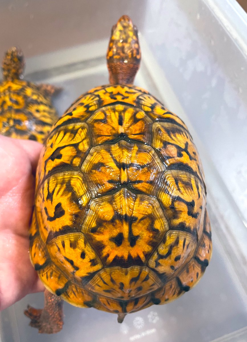 aaaruzouuu's tweet image. トウブハコガメ2021その2
個人的本命。まだまだ発展途上中ですが頭部にも色が乗ってきてます。こちらの性格はアグレッシブですが、今のところはその1と争うことなく同居してくれてます。

#トウブハコガメ
#Easternboxturtle