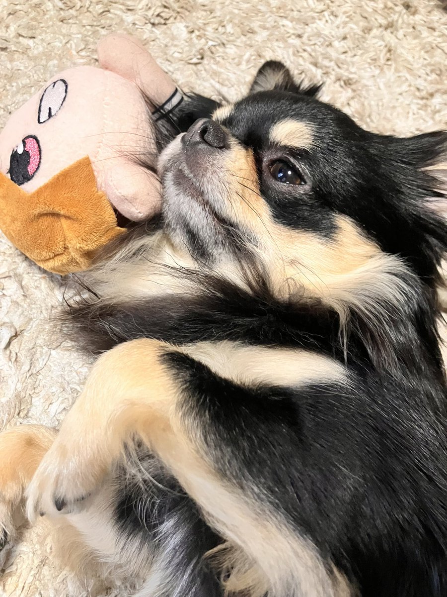 イケメン〜😍

#チワワのいる暮らし 
#犬のいる暮らし https://t.co/J5Ays3ofQT