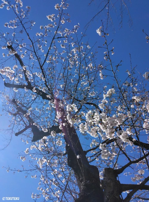 てくてく写真・今日の #ソメイヨシノ ② #花写真 #キリトリセカイ #photography  