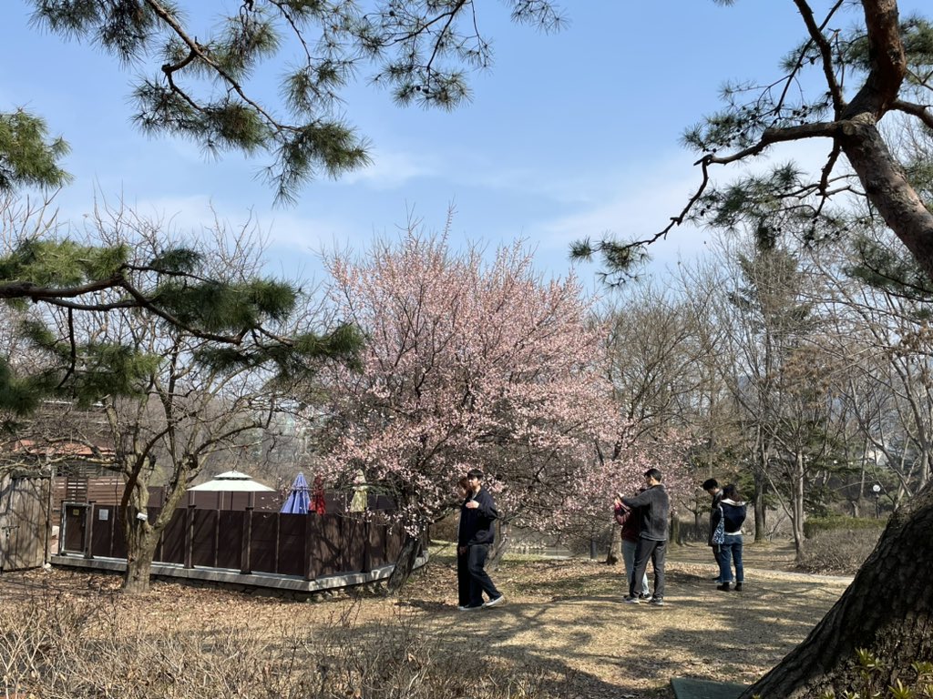 이른 봄꽃은 사람들은 부른다