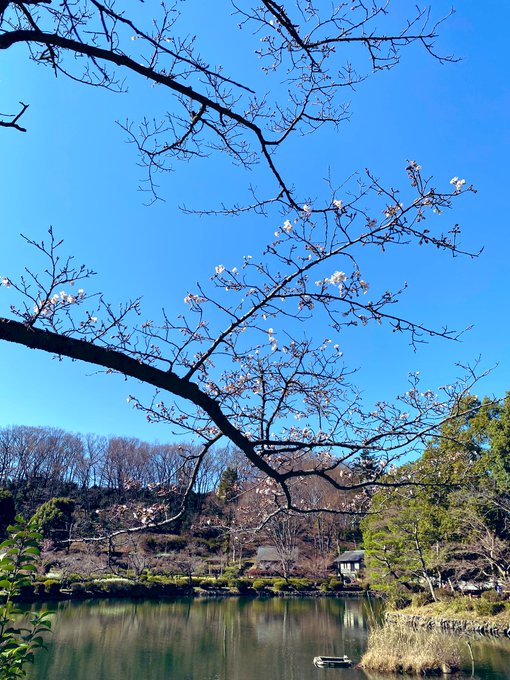 桜満開なら気持ちいいだろうなー 