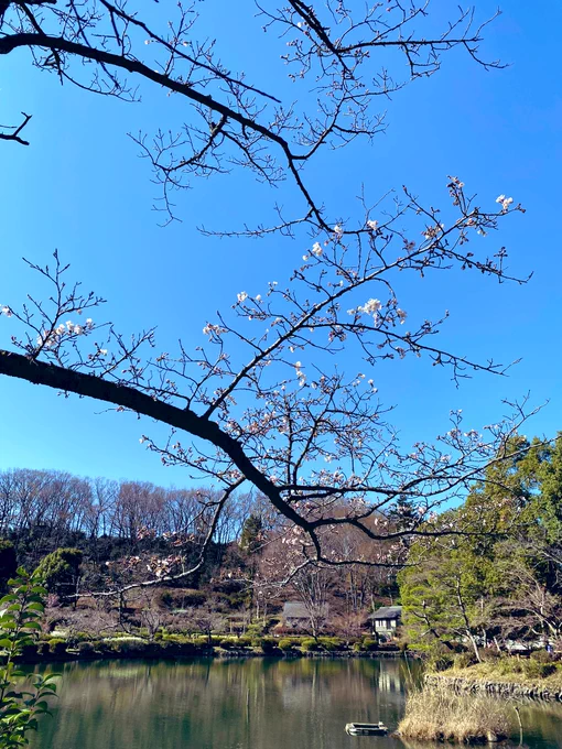 桜満開なら気持ちいいだろうなー 