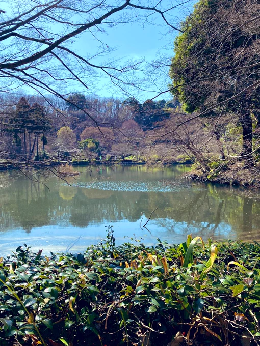 桜満開なら気持ちいいだろうなー 