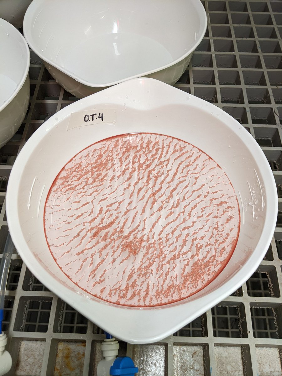 Dr. Marie Strader (@scistrader) on Twitter photo Ningaloo reef spawnathon continues! <a href="/TAMU_Biology/">TAMU Biology</a> student Stephanie Hendricks sampling larvae for RNA. Love spawning at <a href="/ExmouthResearch/">Exmouth Research Lab</a> <a href="/minderoo/">Minderoo Foundation</a> with <a href="/la__cientifica/">Dr. Kate Quigley</a> Ningaloo reef spawnathon continues! <a href="/TAMU_Biology/">TAMU Biology</a> student Stephanie Hendricks sampling larvae for RNA. Love spawning at <a href="/ExmouthResearch/">Exmouth Research Lab</a> <a href="/minderoo/">Minderoo Foundation</a> with <a href="/la__cientifica/">Dr. Kate Quigley</a>