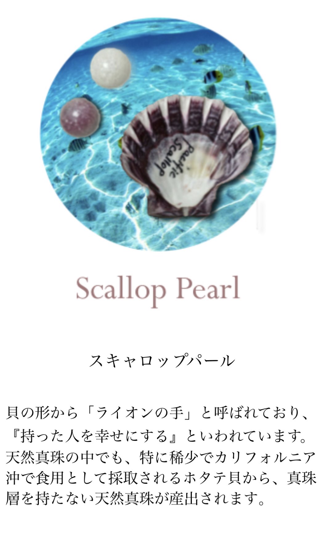 スキャロップパール ほたて 気味が悪い スキャロップパール ほたて 気味が悪い