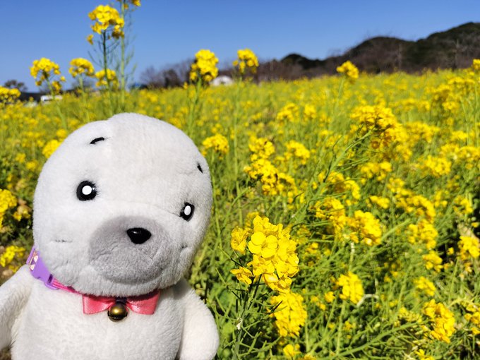 鳴門に戻ってきて家の裏の公園へ春を感じに🌼#ゴマちゃん#少年アシベ 