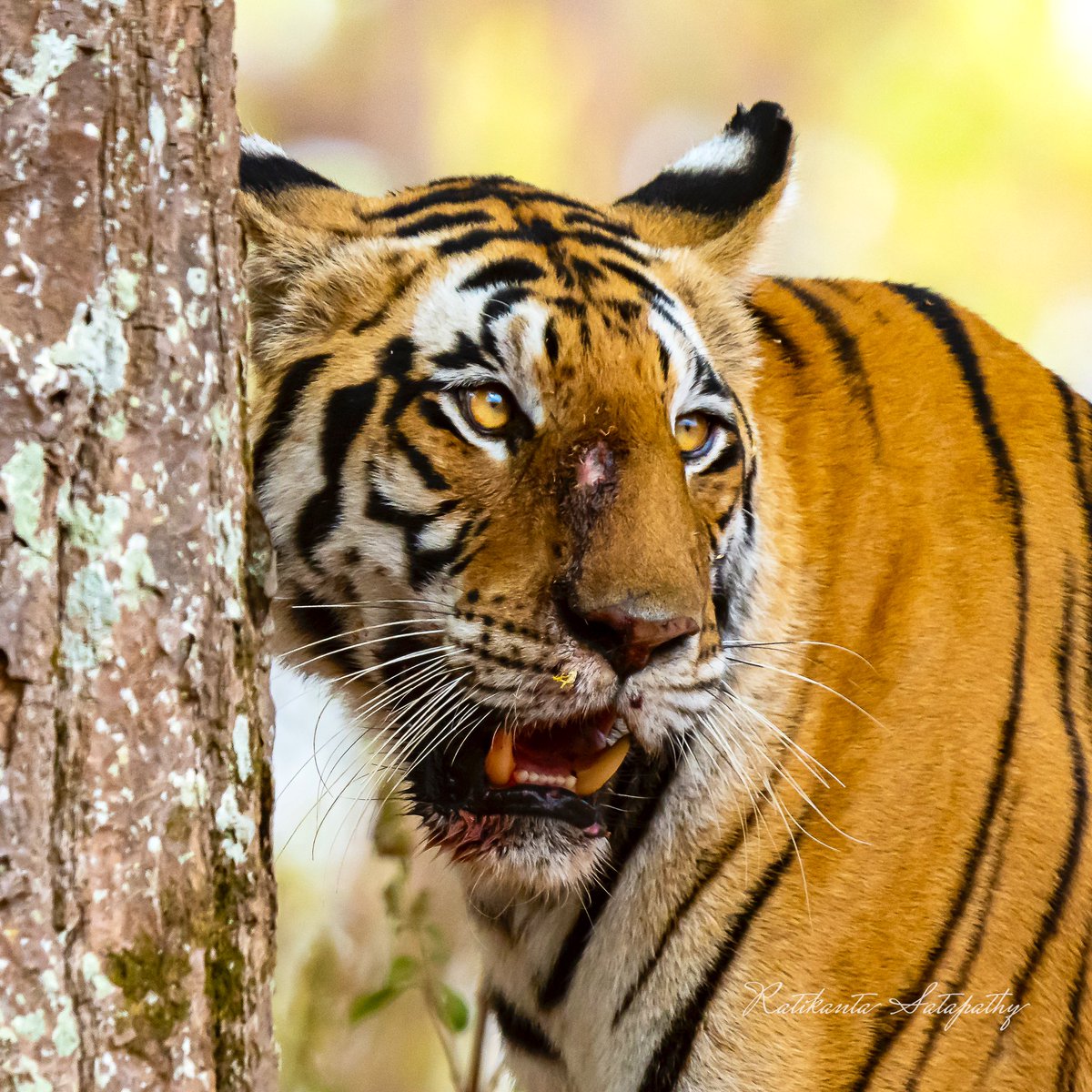 Power. Courage. And, Determination #Fearlessmotivation #wildlifephotography