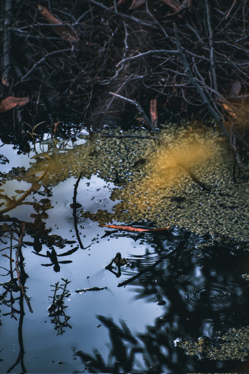 Deasprado's tweet photo. Breathe in the crisp mountain air. You’ll feel glorious 🍃✨ #wildearth #wildlifephotography #wildlife #TwitterNatureCommunity #NaturePhotography #photography #nature #forest @BBCEarth @NatGeoPhotos @natgeowild @NatGeoIndia @UniversalPics @earth @NikonIndia @Britnatureguide https://t.co/Ko3oNCSnpi