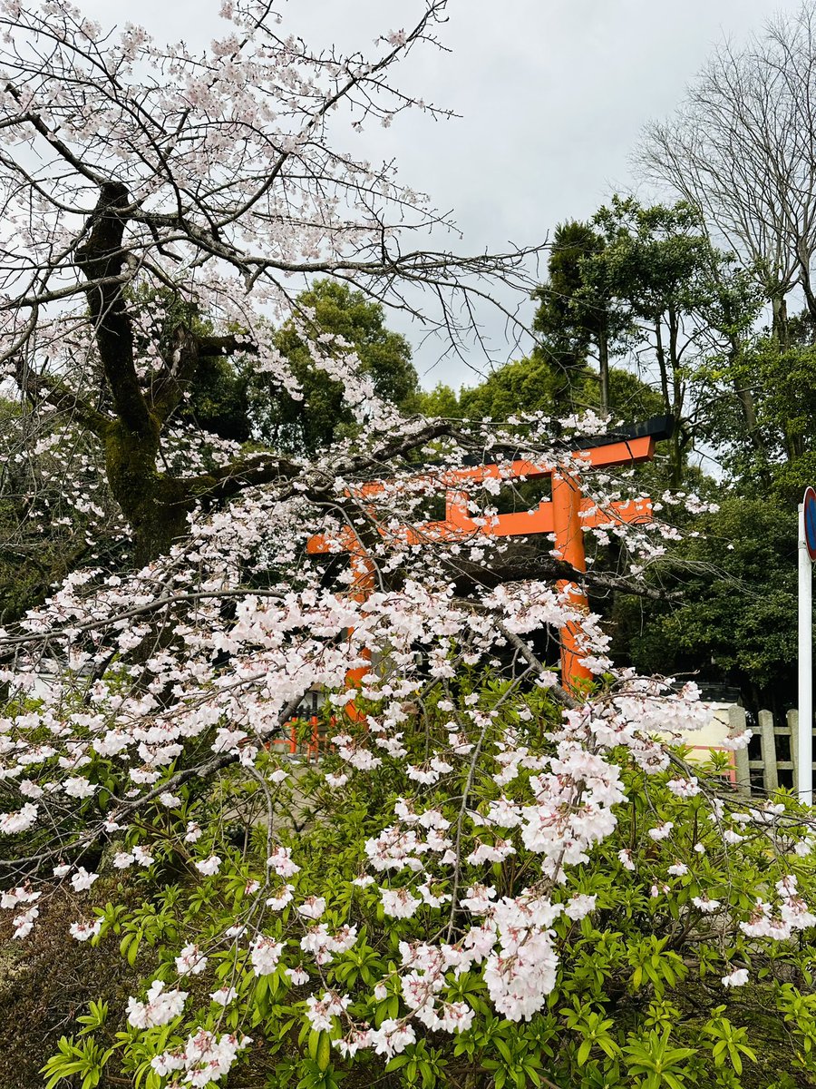 chiechan_nsp's tweet photo. 京都　八阪神社⛩
美しい桜に癒されました🌸
桜の下を歩くと心がほっとして
幸せな気分になります❤️ https://t.co/tUwTZvuIaA