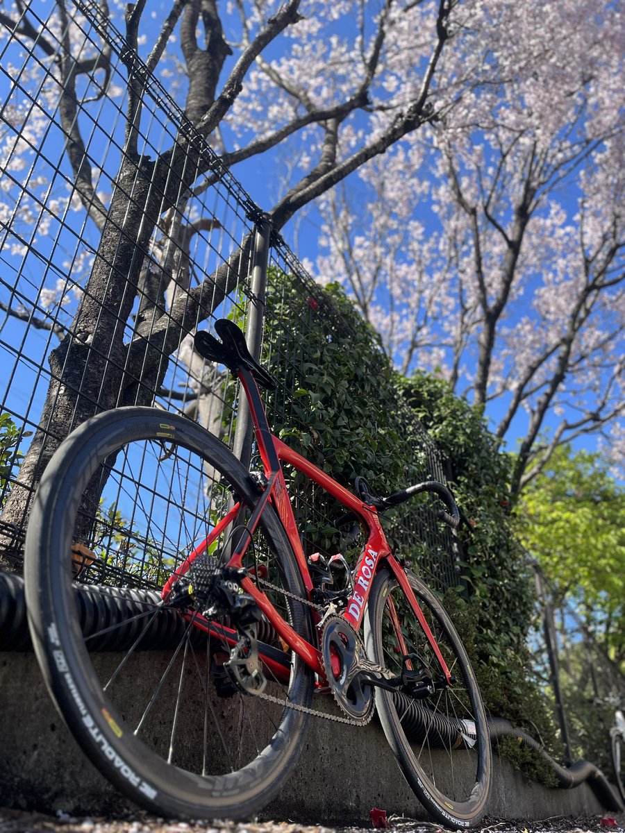 HAYATO88101101's tweet photo. 駒澤大学オープンキャンパス行ってきたら桜が綺麗だった
自転車部やってなかった😇
#derosask #derosa #デローザ #駒澤大学 https://t.co/67VsFhd5ja