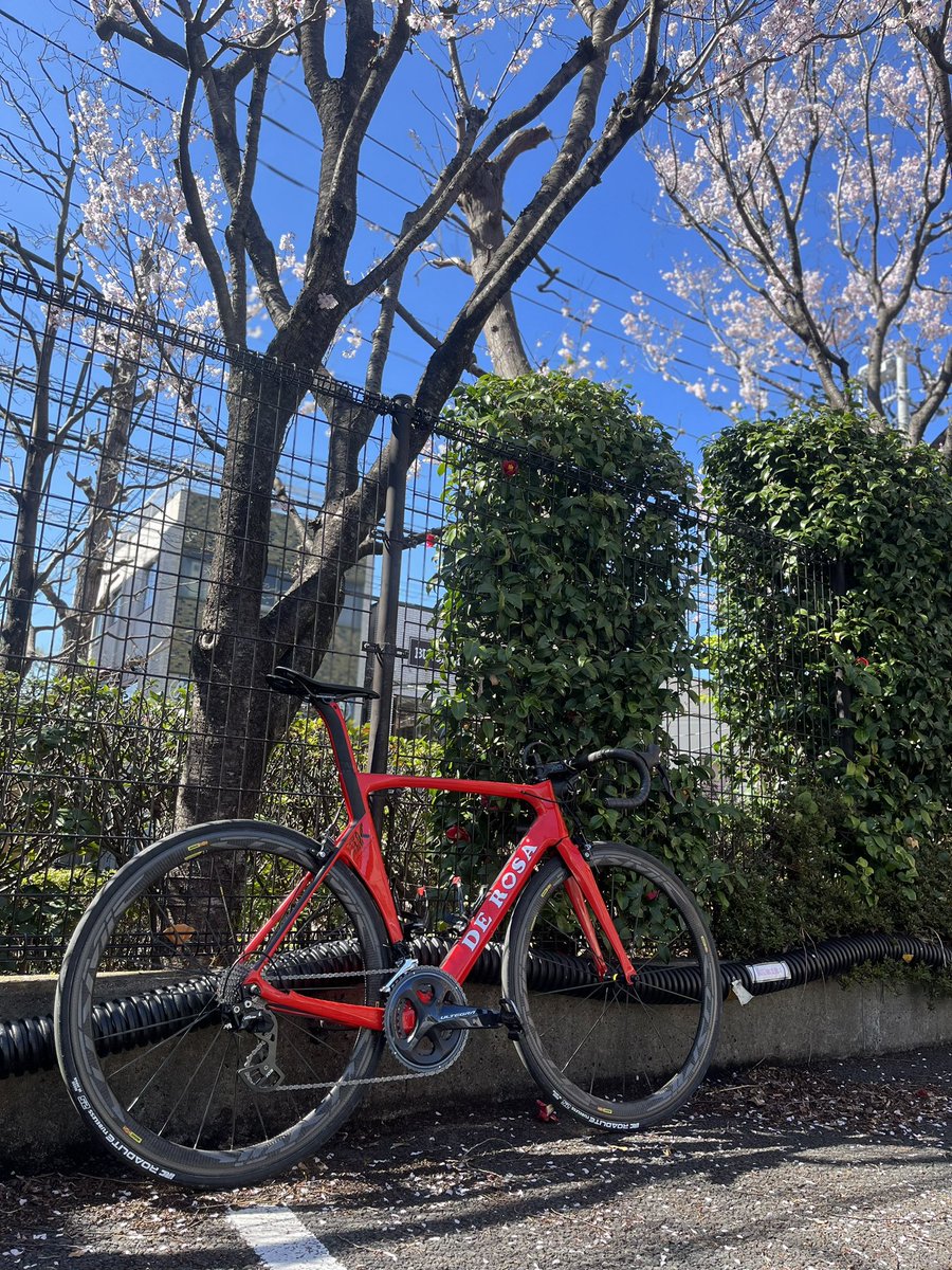 HAYATO88101101's tweet photo. 駒澤大学オープンキャンパス行ってきたら桜が綺麗だった
自転車部やってなかった😇
#derosask #derosa #デローザ #駒澤大学 https://t.co/67VsFhd5ja