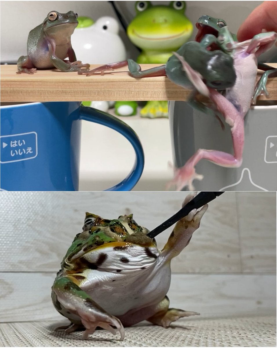 kaeruZangyo's tweet image. 餌やり中に起きた大乱闘と
等身がバグったツノガエルで参加しますｗ🐸📸
#カエルフォトコンテスト
#イエアメガエル #PacmanFrog