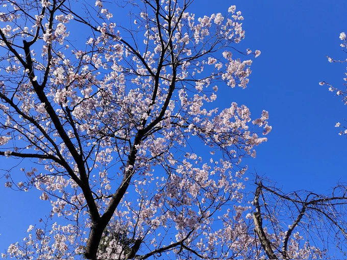 桜咲く 花園神社 エモモモモ(一句) 