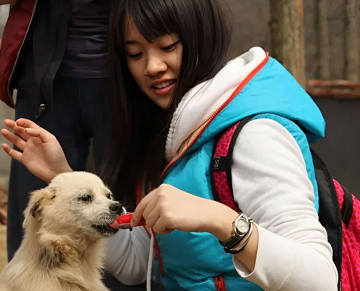 KyaZora's tweet photo. A Chinese animal rescue centre volunteered to pay $8000 and bought a truck load of dogs that were already loaded inside en route to the slaughterhouse. The dogs were rescued from butchery in a stand off between animal rights activists and dog meat sellers in central China. Such rescues have been taking place with some regularity. There needs to be a shift in human consciouness when it comes to the consumption of sentient beings.