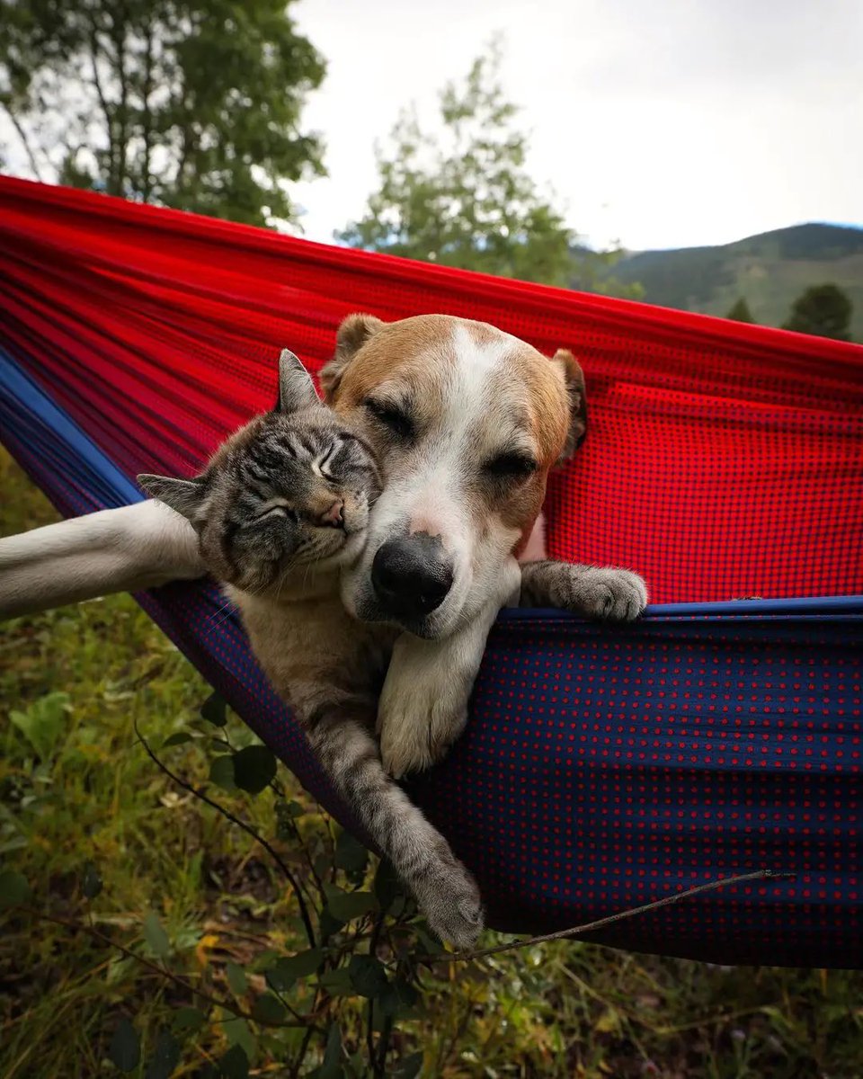 marie_nassar's tweet photo. Good morning Twitter-Friends…🌹☕️🙋‍♀️
Have a relaxing Sunday 😻❣️🐶❣️🌹😉

#SundayMorning 🌹 #CoffeeTime ☕️ #AnimalLovers ❣️ #StayPositive 🌳 #Blessings 🌷 #PeaceAndLove 🕊️ https://t.co/zrMUeyYXNu