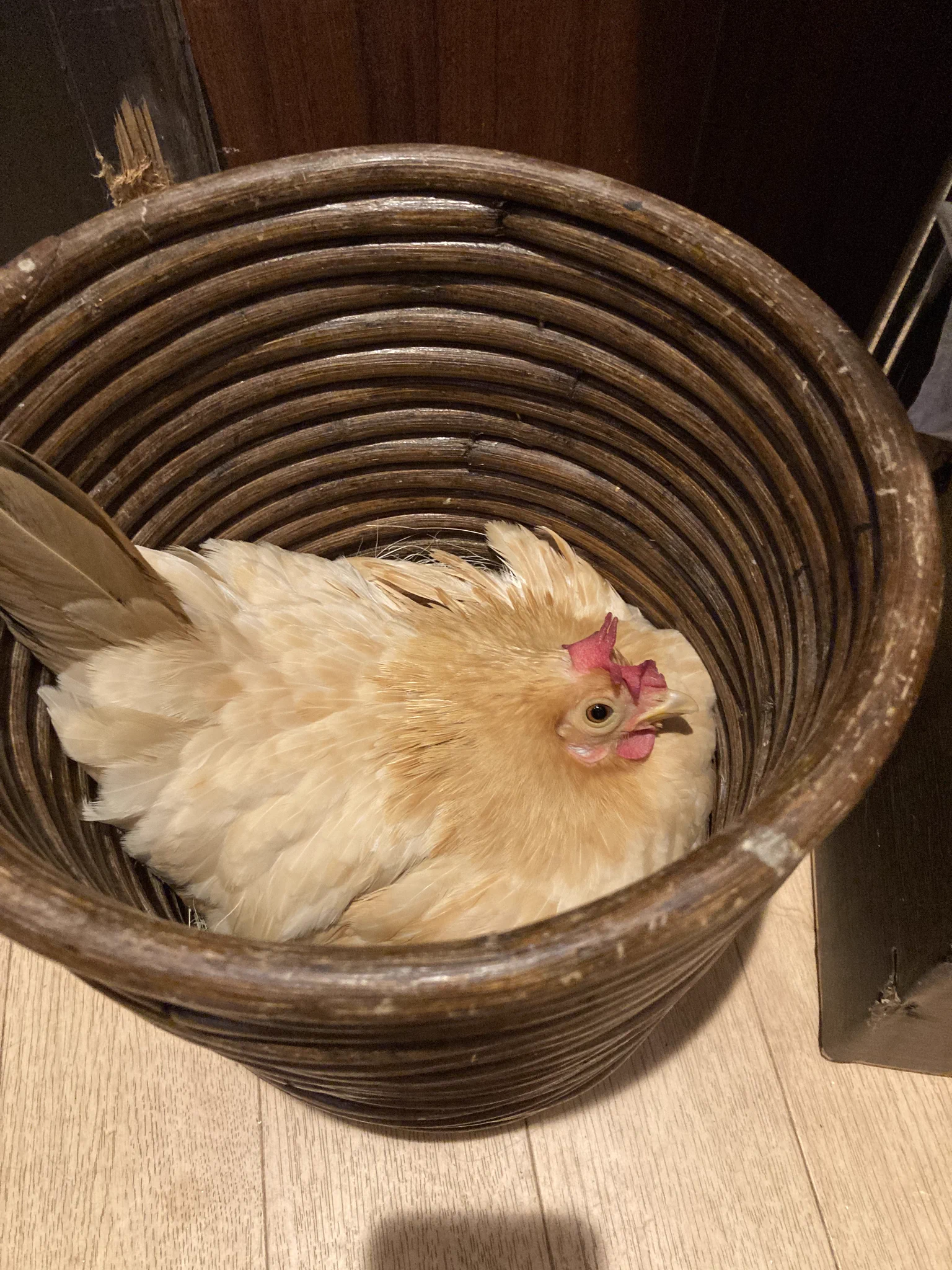 こんなことある！？ふとゴミを捨てようとゴミ箱を見ると、驚きの光景がｗｗ