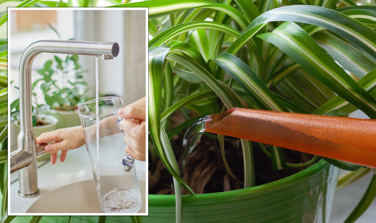 Daily Express on Twitter "Popular houseplants you ‘shouldn’t ever