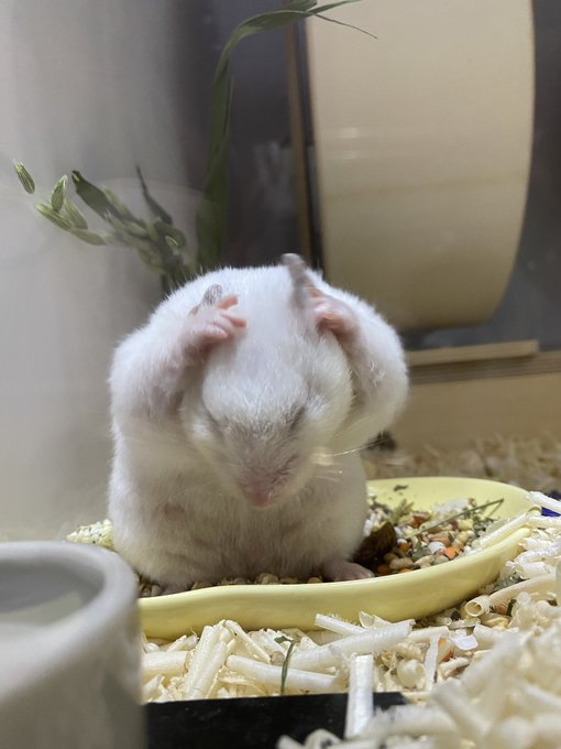 コスプレイヤーmilkyのTwitter画像12