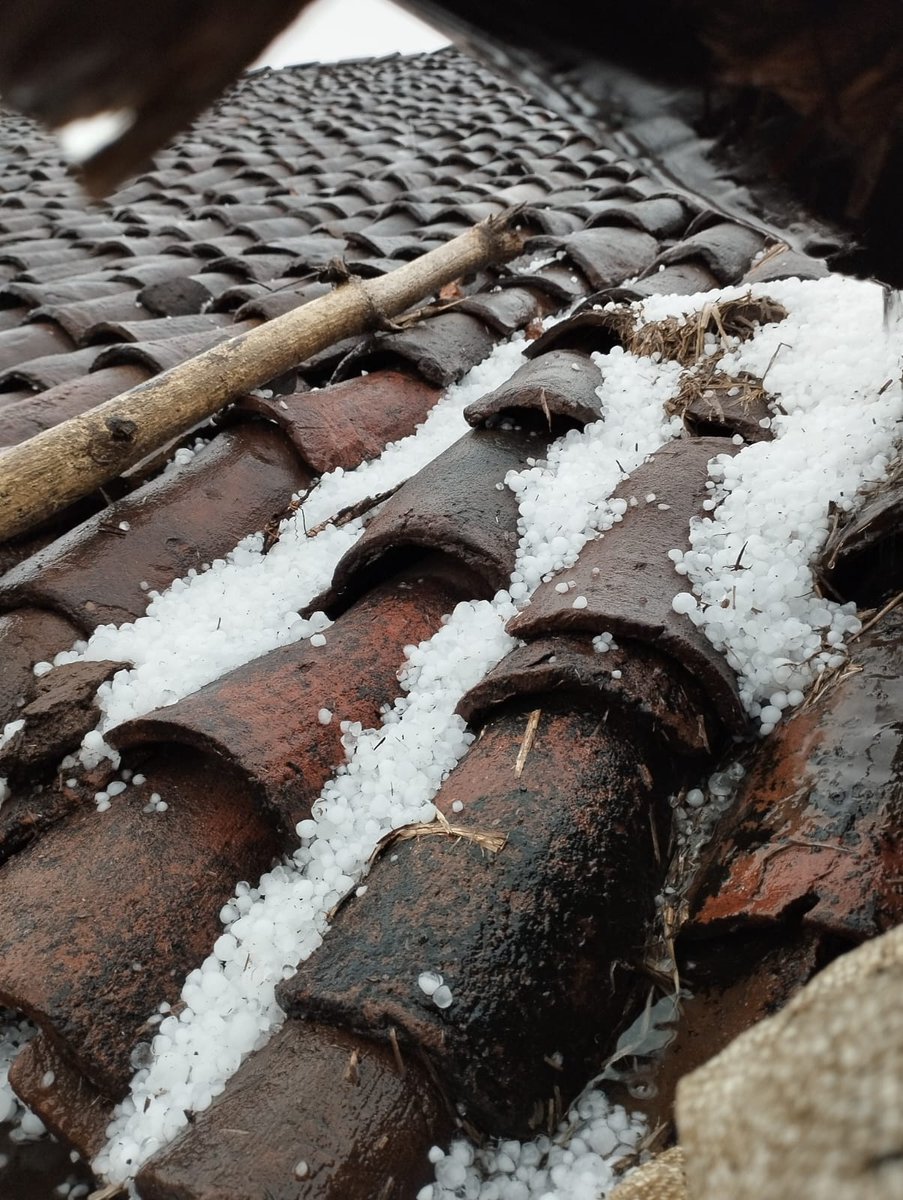 PawarDeven's tweet photo. बारिश के साथ ओले भी गिरे #बैतुल #betul #MadhyaPradeshNews 

फसलो को भारी नुकसान

@SkymetWeather @IMDWeather https://t.co/QXCrdbNsap