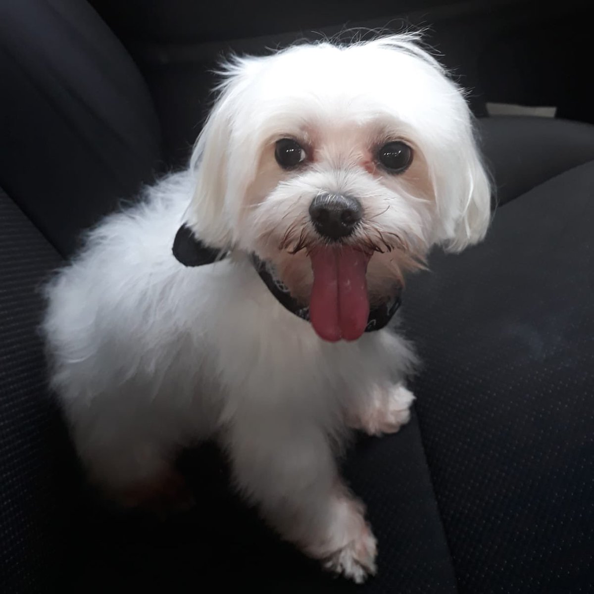 napoleão de hospício com síndrome de impostor tweet media