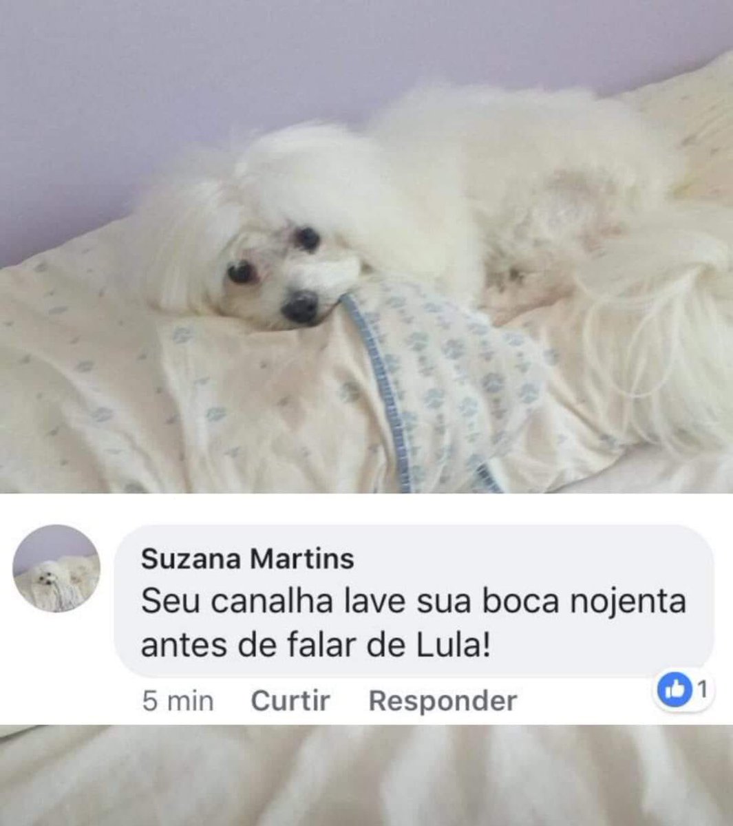 napoleão de hospício com síndrome de impostor tweet media