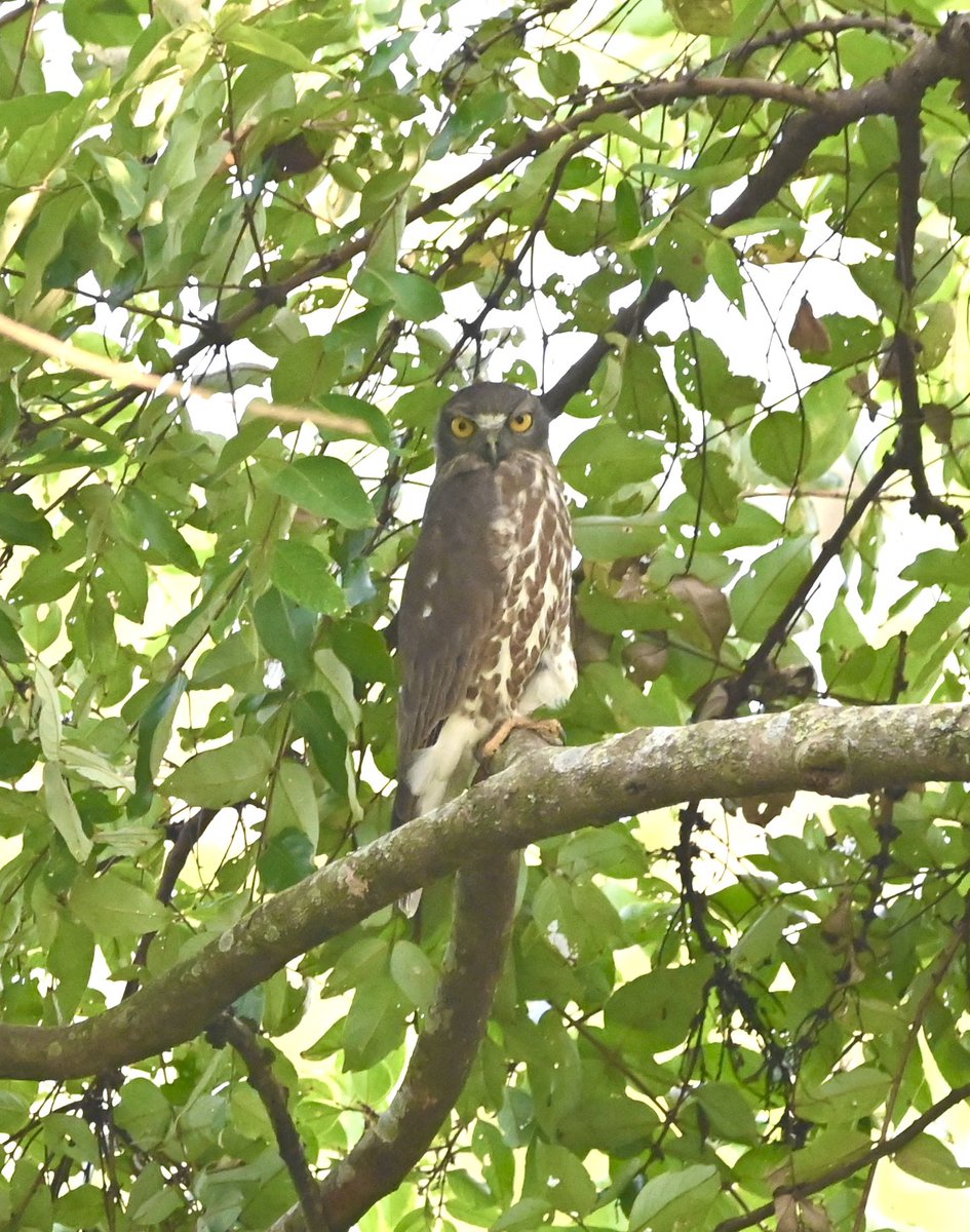 mit_sood's tweet photo. #1089 Brown Boobook!! (Brown-hawk Owl)
#dailypic #IndiAves #TwitterNatureCommunity #birdwatching #BirdsSeenIn2023 #ThePhotoHour #BBCWildlifePOTD #natgeoindia https://t.co/QzBvaJg7BN