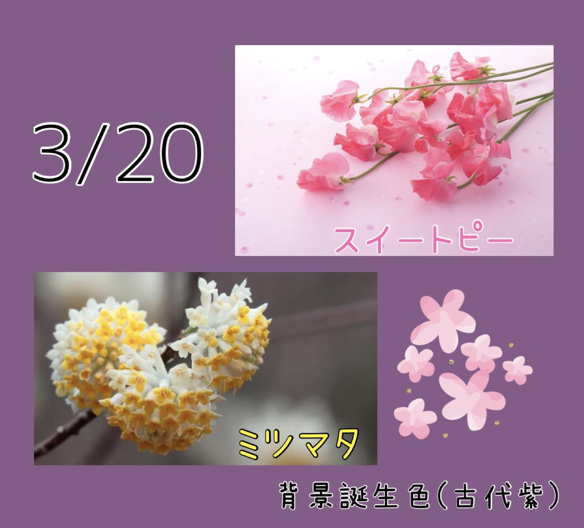 riru_0x0's tweet photo. 𝐺𝑜𝑜𝑑 𝑚𝑜𝑟𝑛𝑖𝑛𝑔︎ ☕️🍃
3/20の #誕生花 は
「スイートピー」門出、別離、ほのかな喜び、優しい思い出
「ミツマタ」強靱、肉親の絆
#誕生色 は「古代紫」 #895B8A
落ち着き、品位、高費
いつも冷静に物事を判断できる人
今日は末っ子の小学校卒業式🎓 https://t.co/wYowc9Z0KJ