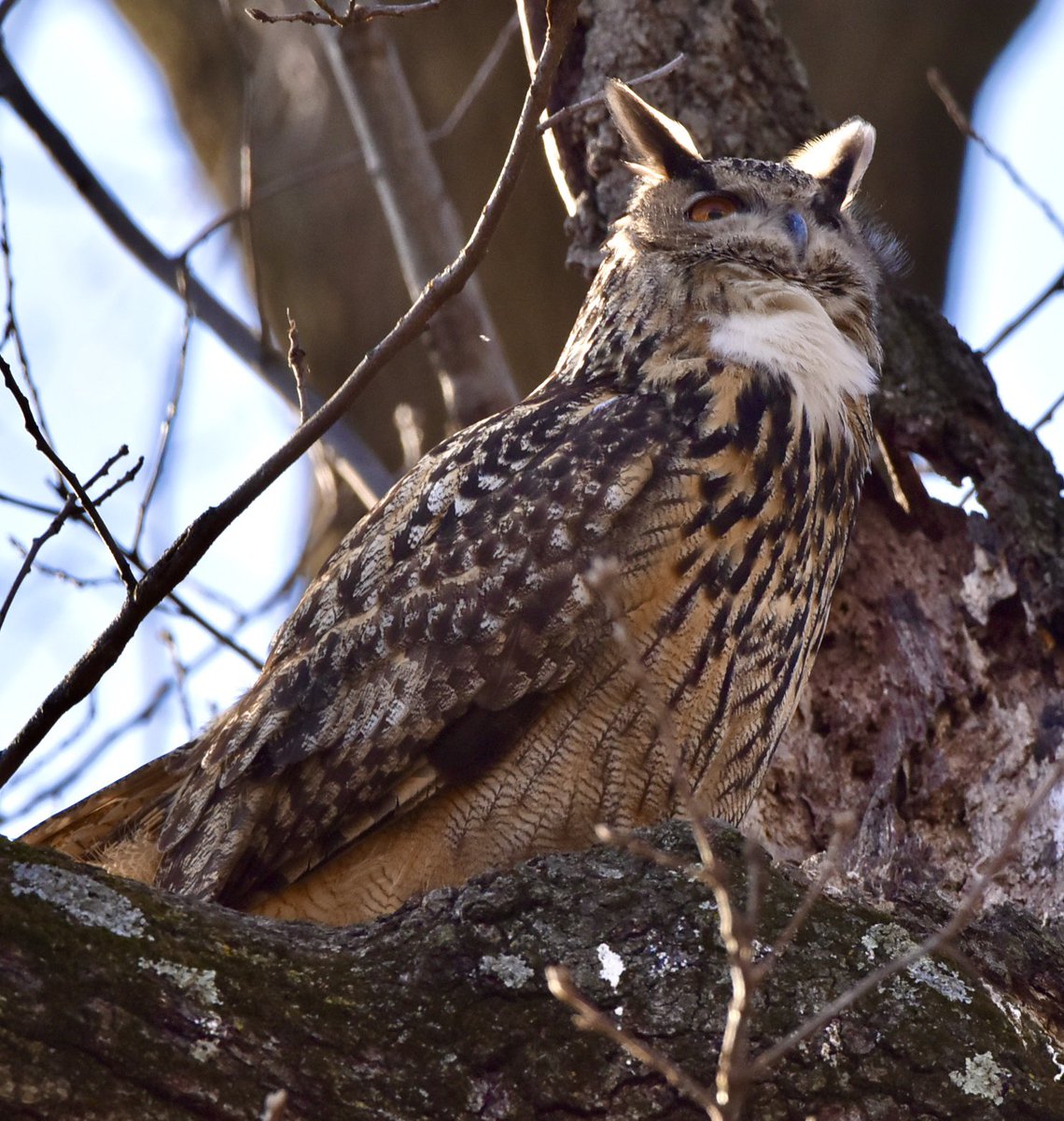 farmdeezy's tweet photo. Flaco the Eurasian eagle-owl was hooting up a storm this afternoon in the Loch. Happy I finally got to see him. #birdcpp #birdcp #FlacotheOwl #flaco #freedomowl #theloch #centralparkphotography #owl #owlphotography #centralpark https://t.co/4M8O9EAu5m