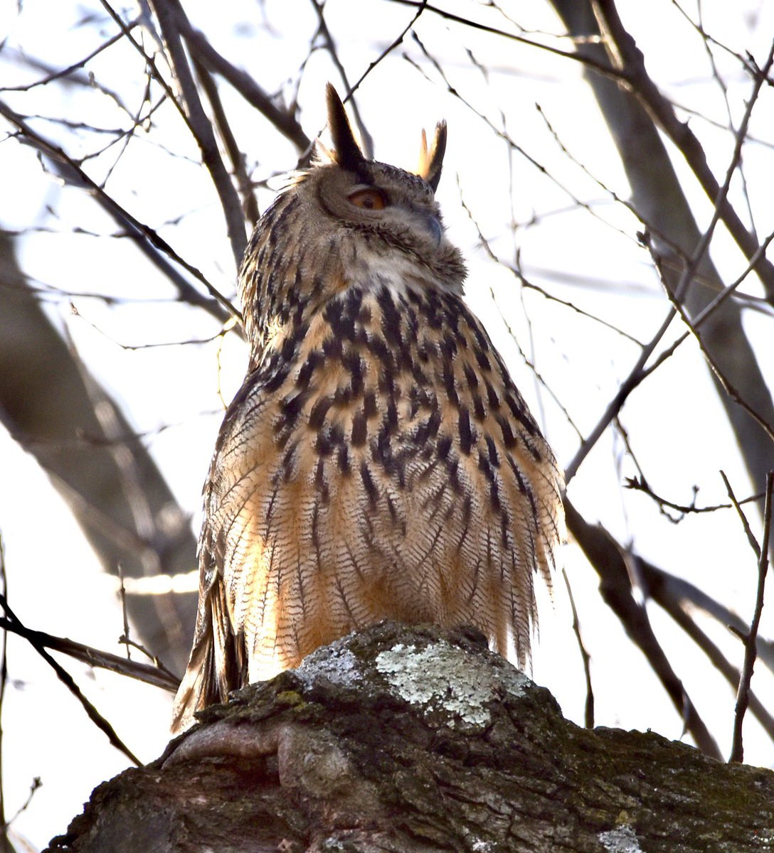 farmdeezy's tweet photo. Flaco the Eurasian eagle-owl was hooting up a storm this afternoon in the Loch. Happy I finally got to see him. #birdcpp #birdcp #FlacotheOwl #flaco #freedomowl #theloch #centralparkphotography #owl #owlphotography #centralpark https://t.co/4M8O9EAu5m