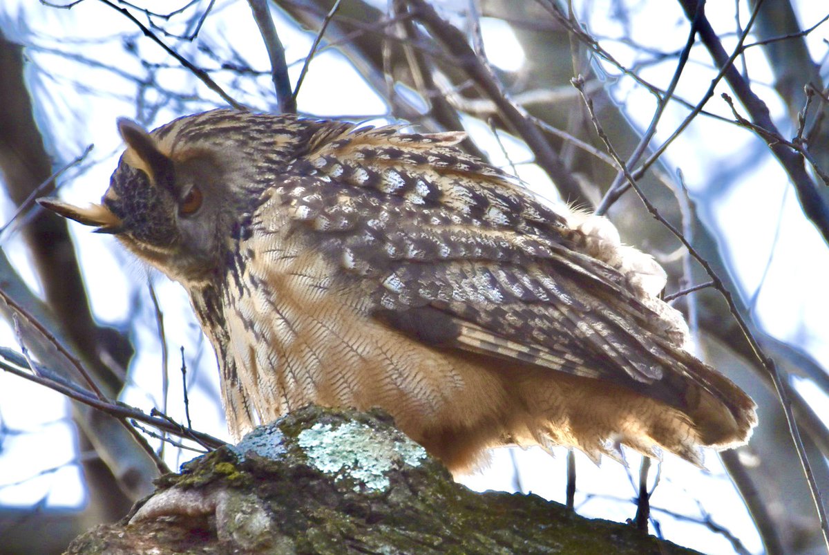 farmdeezy's tweet photo. Flaco the Eurasian eagle-owl was hooting up a storm this afternoon in the Loch. Happy I finally got to see him. #birdcpp #birdcp #FlacotheOwl #flaco #freedomowl #theloch #centralparkphotography #owl #owlphotography #centralpark https://t.co/4M8O9EAu5m