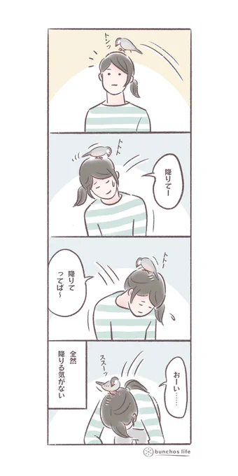 上手に頭の上でバランスを取ってなかなか降りてくれないときがある
#文鳥 
#4コマ 